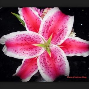 Meet your Posher, Elizabeth